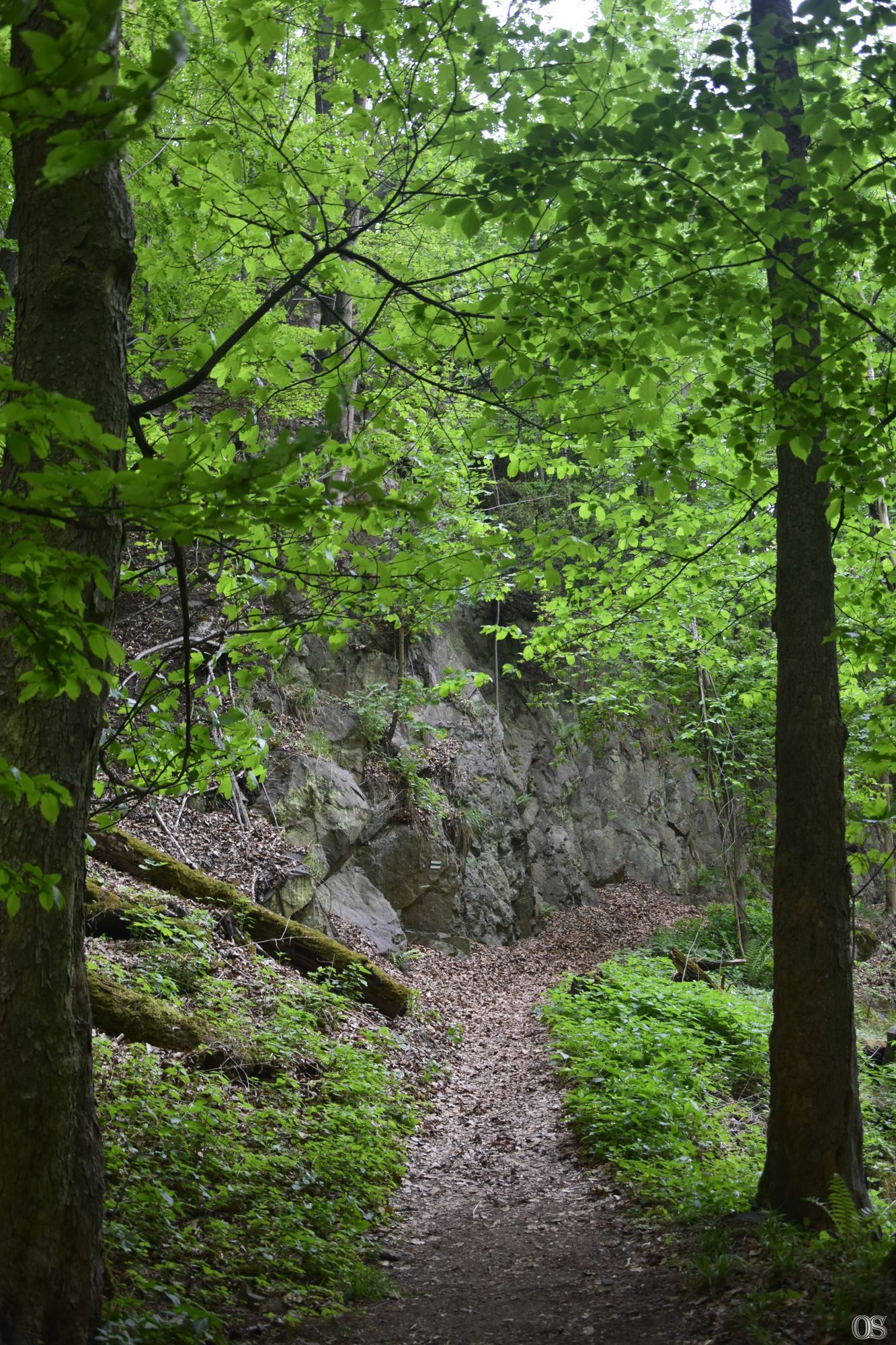 Sciezka Hochbergow 38.jpg
